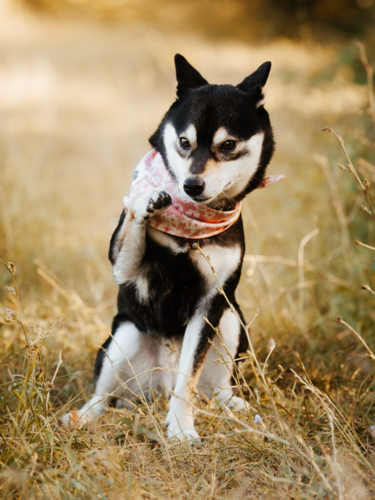 Dori - Shiba Inu