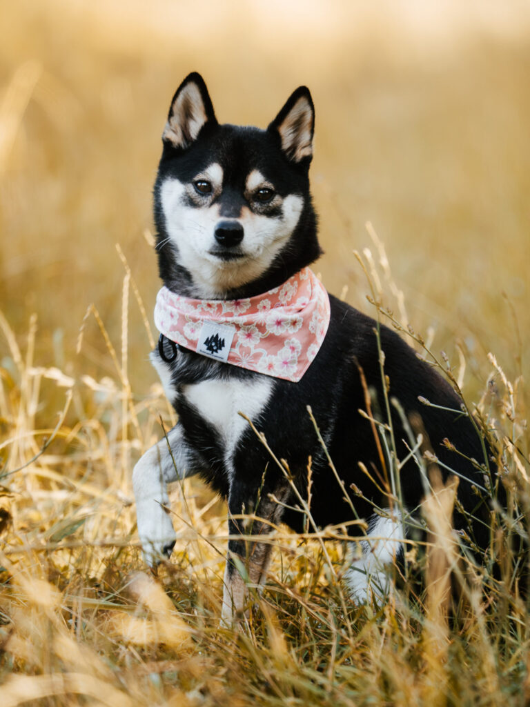 Dori - Shiba Inu